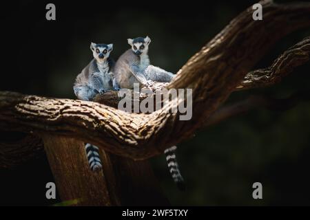 Lémur à queue annulaire (Lemur catta) - primate de Madagascar Banque D'Images
