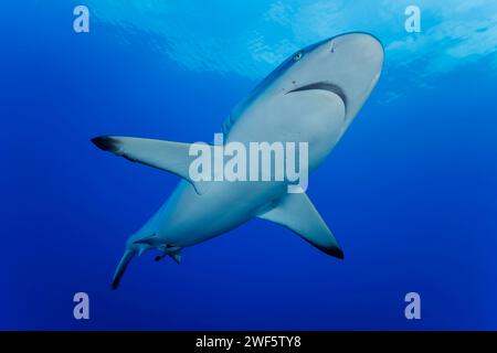 Un requin gris, Carcharhinus amblyrhynchos, glisse sur un récif au large de l'île de Yap, en Micronésie. Banque D'Images