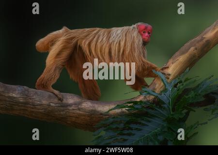 Singe Uakari rouge (Cacajao calvus rubicundus) Banque D'Images