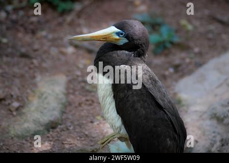 Mâle brun Booby (Sula leucogaster) Banque D'Images