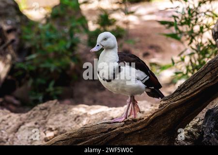 Radjah Shelduck (Radjah radjah) - sauvagine Banque D'Images