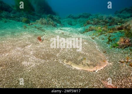 Ce requin ange du Pacifique, Squatina californica, s'est enterré sur un fond sablonneux au large de l'île Santa Barbara, Californie, États-Unis. Pour compléter le camoufl Banque D'Images