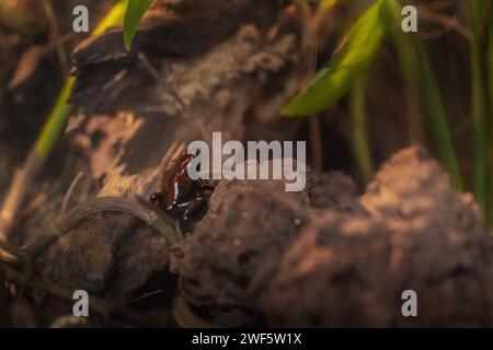 Grenouille antipoison (Adelphobates galactoneotus) Banque D'Images