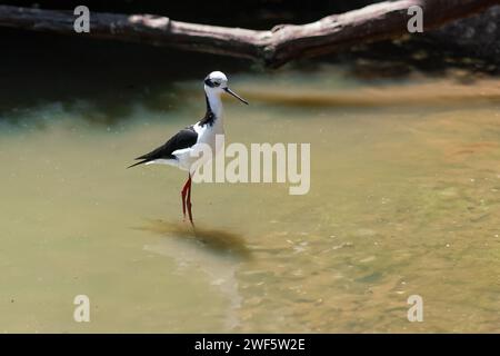 Oiseau à échasses à ailes noires (Himantopus himantopus) Banque D'Images