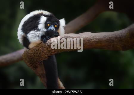 Lémurien ruffé noir et blanc (Varecia variegata) - primate de Madagascar Banque D'Images