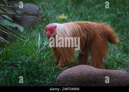 Singe Uakari rouge (Cacajao calvus rubicundus) Banque D'Images