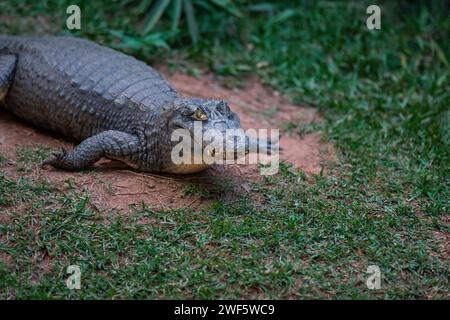 Caiman spectaculed (Caiman Crocodilus) - Alligator Banque D'Images