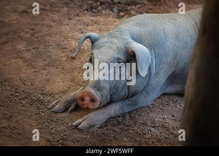 Porc domestique (sus scrofa domesticus) Banque D'Images