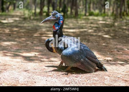 Calao terrestre d'Abyssinie (Bucorvus abyssinicus) Banque D'Images