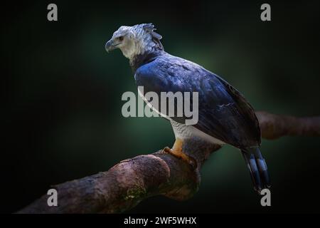 Aigle harpie (Harpia harpyja) - oiseau de proie Banque D'Images