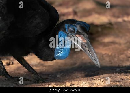 Écaille abyssinienne femelle (Bucorvus abyssinicus) Banque D'Images