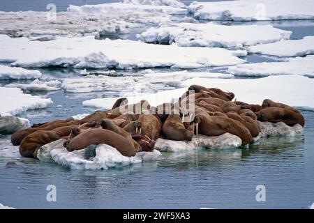 Vue aérienne du morse, Odobenus rosmarus, sur la banquise dans la mer de Béring, au large de l'Alaska Banque D'Images