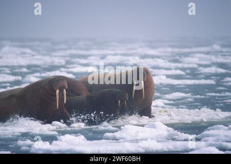 Vue aérienne du morse, Odobenus rosmarus, sur la banquise dans la mer de Béring, au large de l'Alaska Banque D'Images