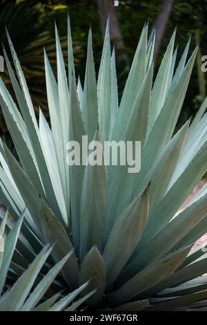 Cactus dans le jardin aride, dans les jardins botaniques royaux, Melbourne, Australie Banque D'Images