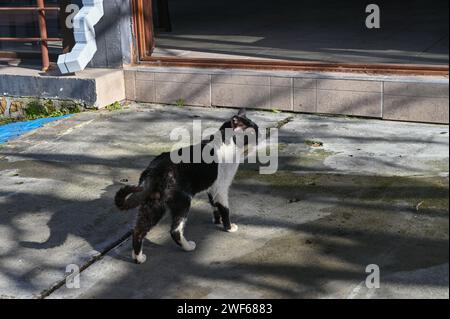 Les chats marchent dans un restaurant à Chypre en hiver 1 Banque D'Images