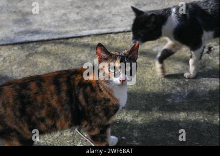 Les chats marchent dans un restaurant à Chypre en hiver Banque D'Images