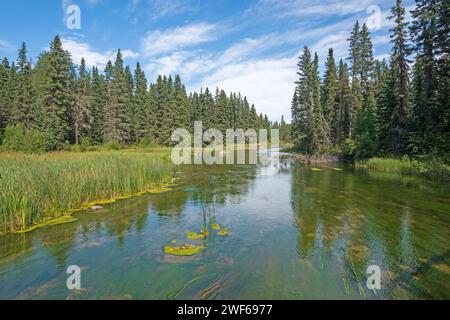Rivière traversant les mauvaises herbes et la forêt sur la rivière Waskesiu dans le parc national du Prince Edward en Saskatchewan Banque D'Images