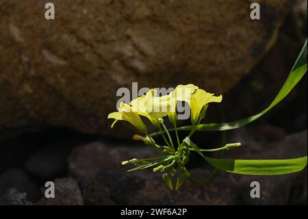 Fleurs sauvages jaunes délicates un jour d'hiver à Chypre Banque D'Images