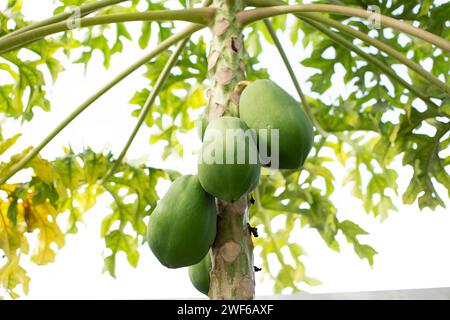 Un bouquet de fruits de papaye poussant sur un arbre de papaye. Cultiver des fruits tropicaux à l'arrière-cour. Jardinage Banque D'Images