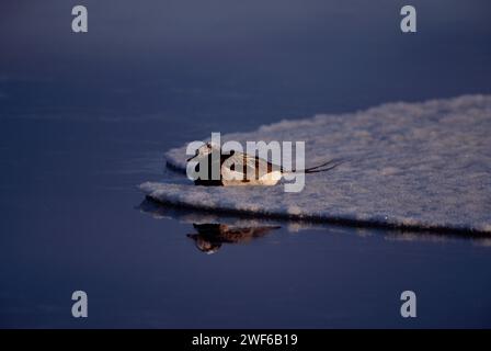 Longue queue, Clangula hyemallis, canard sur un étang dans la plaine côtière de 1002 de l'Arctic National Wildlife refuge, Alaska Banque D'Images