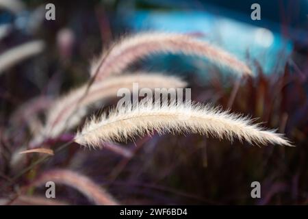 Cenchrus setaceus cramoisi fontaine herbe ornementale tropicale africaine plante décorative souvent utilisée dans l'aménagement de jardin autour du monde un bouquet d'herbe clos Banque D'Images