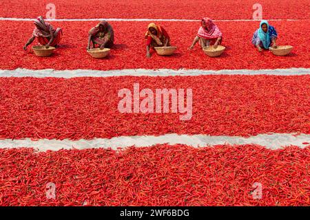 Bogura, Dhaka, Bangladesh. 28 janvier 2024. Les travailleurs trient des millions de piments forts qui créent une mer de rouge couvrant des hectares de terre à Bogura, au Bangladesh. Ils trient les piments pourris et cassés pour séparer les piments de mauvaise qualité qui ne se vendront pas. Dans une ligne, les cueilleurs ''“ qui sont payés moins de Â £ 3 pour un quart de travail de 9 heures ''“ avancent lentement avec leurs paniers pour séparer le mauvais du bon après que les piments aient été séchés au soleil pendant une semaine. Il y a environ 1 millions de piments qui entourent les travailleurs qui les trient un par un. Le piment séché et trié Banque D'Images