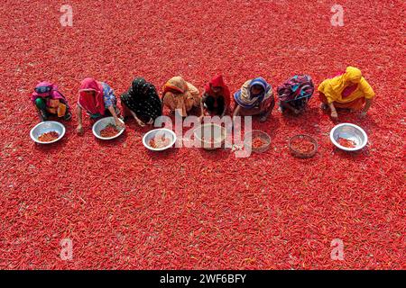 Bogura, Dhaka, Bangladesh. 28 janvier 2024. Les travailleurs trient des millions de piments forts qui créent une mer de rouge couvrant des hectares de terre à Bogura, au Bangladesh. Ils trient les piments pourris et cassés pour séparer les piments de mauvaise qualité qui ne se vendront pas. Dans une ligne, les cueilleurs ''“ qui sont payés moins de Â £ 3 pour un quart de travail de 9 heures ''“ avancent lentement avec leurs paniers pour séparer le mauvais du bon après que les piments aient été séchés au soleil pendant une semaine. Il y a environ 1 millions de piments qui entourent les travailleurs qui les trient un par un. Le piment séché et trié Banque D'Images