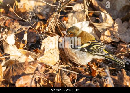 Une recherche de chaffinch parmi les feuilles tombées Banque D'Images