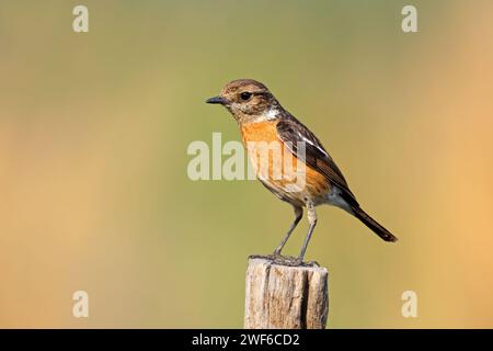 Une femelle africaine de stonechat (Saxicola torquatus) perchée sur un poteau, Afrique du Sud Banque D'Images