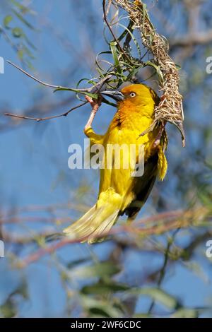 Tisserand du Cap mâle (Ploceus capensis) construisant un nid, Afrique du Sud Banque D'Images