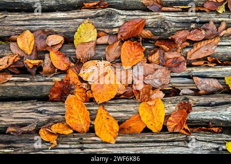 Feuilles tombées des hêtres à côté du lac Loggas, montagnes Antichasia, Trikala, Thessalie, Grèce. Banque D'Images