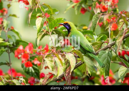 Oiseau-feuille à front doré (Chloropsis Aurifrons) perché sur Un arbre à fleurs dans un fond de forêt. Banque D'Images