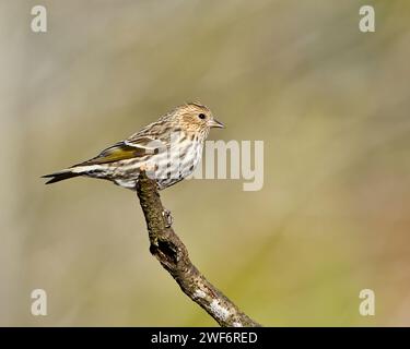 Un PIN Siskin perché sur une branche d'arbre avec un feuillage vert en arrière-plan Banque D'Images