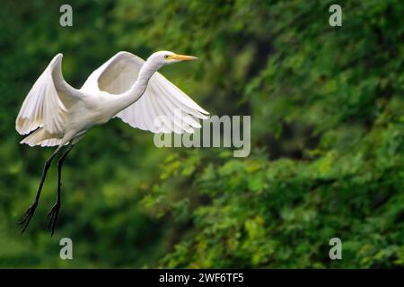 Un grand Egret intermédiaire blanc avec des ailes déployées volant au-dessus d'une végétation luxuriante et d'arbres Banque D'Images