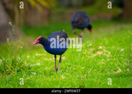 New Zealand Pukeko Banque D'Images