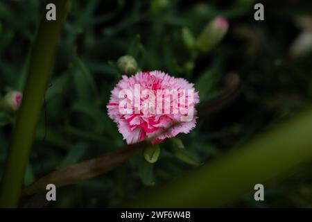 Auckland Domain Flower Garden Banque D'Images