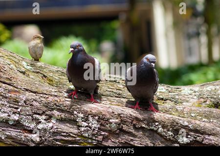 Curieux Pigeons et Sparrow Banque D'Images