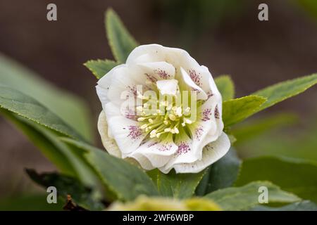 Rose de Carême (Helleborus orientalis) fleurissant dans le jardin Banque D'Images