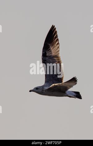 Mouette juvénile volant dans le ciel au crépuscule Banque D'Images