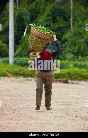 Vue de face de l'agriculteur a porté des sacs pleins de feuilles de thé vert fraîchement récoltées sur ses épaules. Thé vert dans les champs agricoles montagneux Banque D'Images