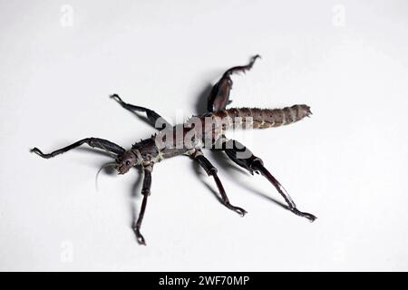 Photographie en studio d'un mâle adulte d'Eurycantha calcarata. Insecte tropical bâton, bâton de marche, arthropode d'Australasie (Nouvelle Guinée, Nouvelle Calédonie) Banque D'Images