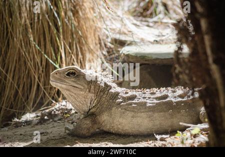 Tuatara de Nouvelle-Zélande Banque D'Images