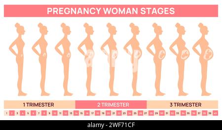 Les stades du développement foetal dans l'utérus. Silhouette de femme enceinte. Croissance progressive de l'abdomen. Changement de corps féminin. Bébé dans le ventre des mères. Vue latérale Illustration de Vecteur