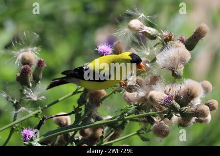 Un Goldfinch américain perché sur un chardon au parc Woodbine à Toronto, en Ontario. Banque D'Images