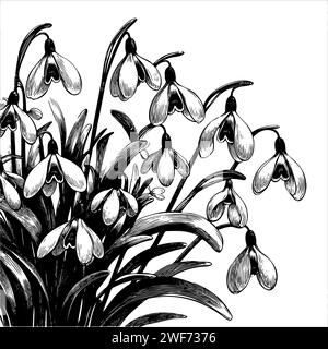 Snowdrop janvier mois de naissance illustration de fleurs, conception de tatoo, art de ligne floral vectoriel Illustration de Vecteur