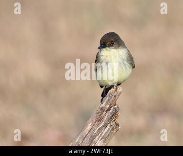 Oiseau Phoebe oriental perché sur une branche d'arbre, faune Banque D'Images