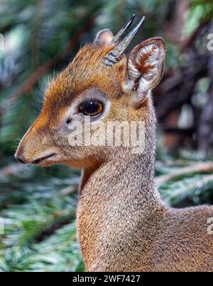 Gros plan d'un dik-dik de Kirk (Madoqua kirkii) Banque D'Images