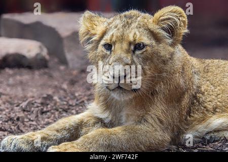 Vue rapprochée d'un petit lion asiatique (Panthera leo persica) Banque D'Images