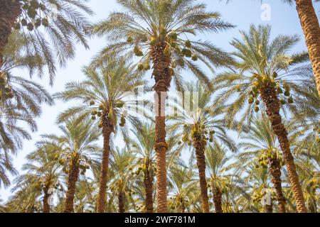 Vue vers le haut de grands palmiers prospérant dans un cadre agricole sous le soleil israélien brillant. Banque D'Images