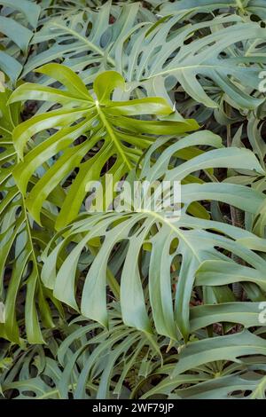 Feuilles de Monstera deliciosa Banque D'Images